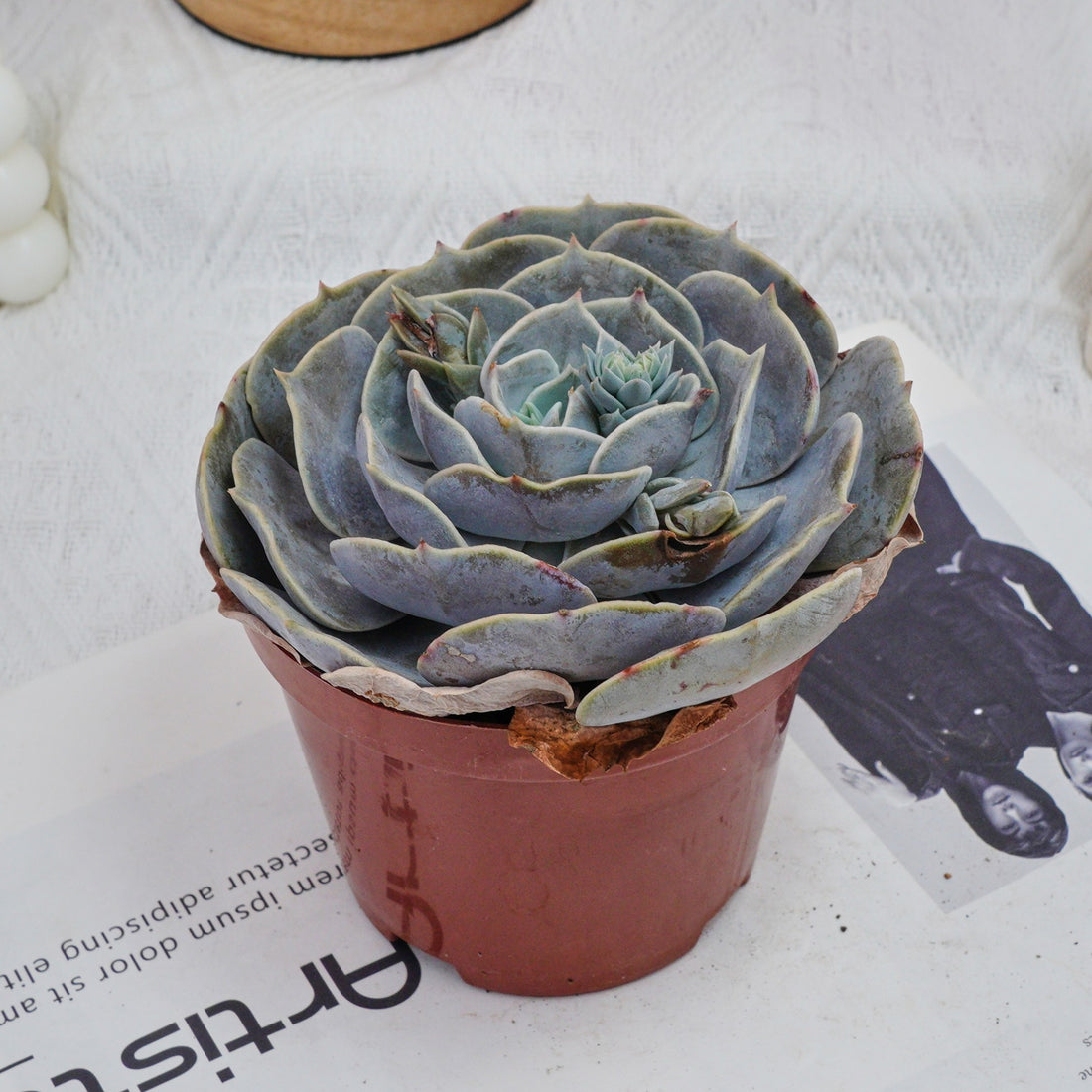 5'' Echeveria Pollux, Rare Live Succulent Plants