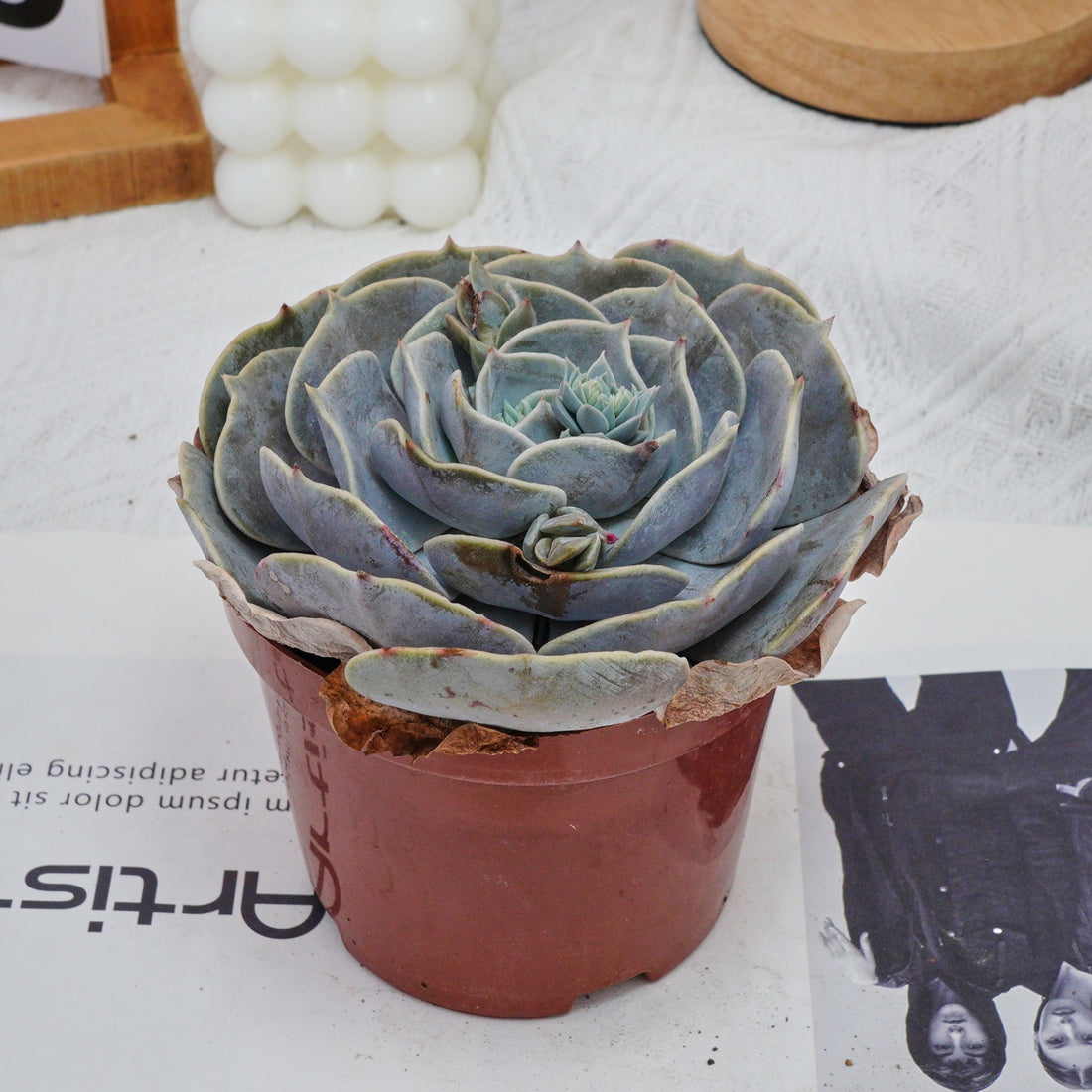 5'' Echeveria Pollux, Rare Live Succulent Plants