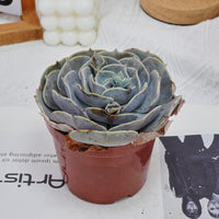 5'' Echeveria Pollux, Rare Live Succulent Plants
