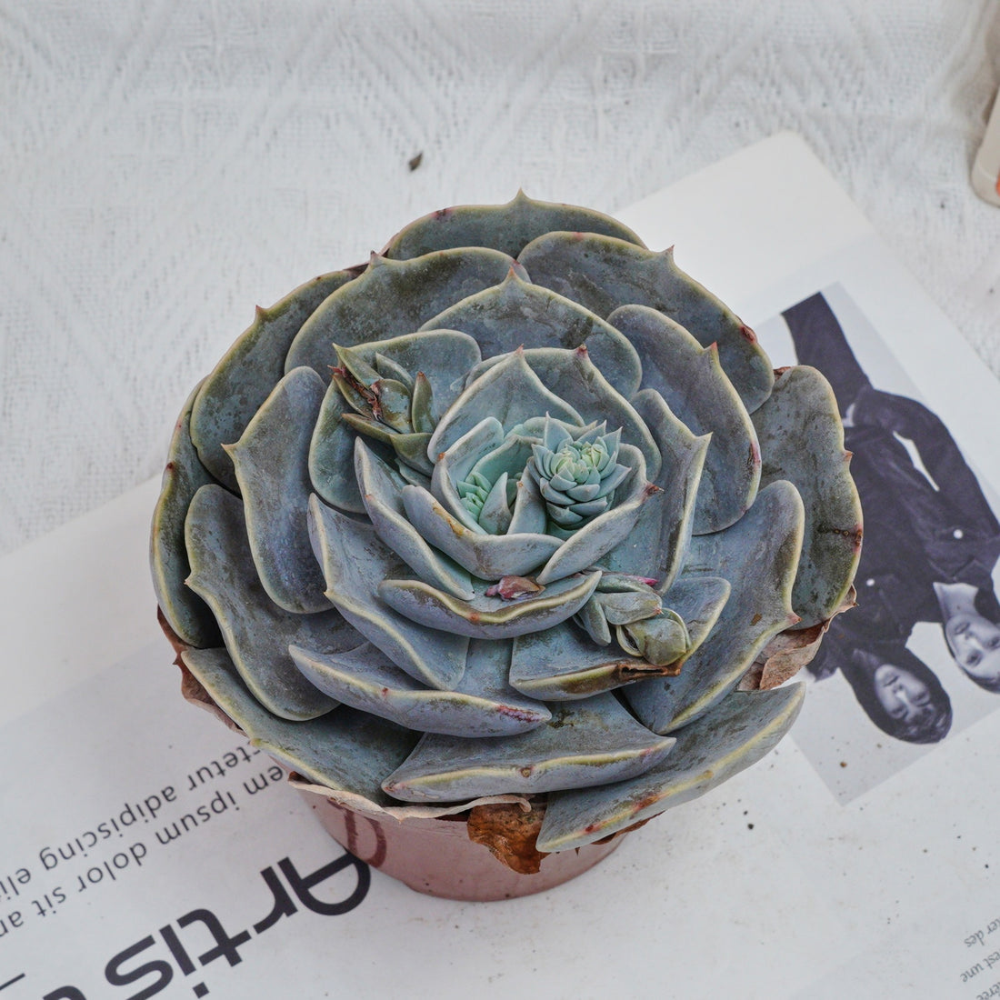 5'' Echeveria Pollux, Rare Live Succulent Plants