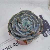 5'' Echeveria Pollux, Rare Live Succulent Plants
