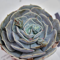 5'' Echeveria Pollux, Rare Live Succulent Plants