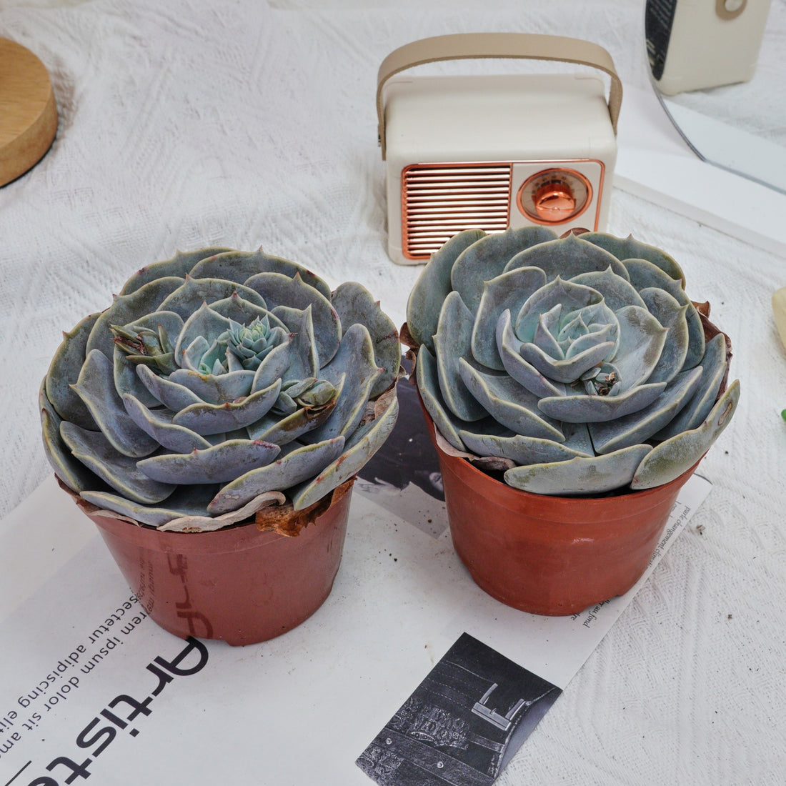 5'' Echeveria Pollux, Rare Live Succulent Plants