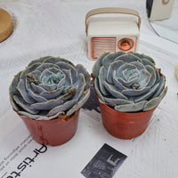 5'' Echeveria Pollux, Rare Live Succulent Plants