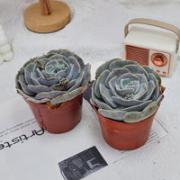 5'' Echeveria Pollux, Rare Live Succulent Plants