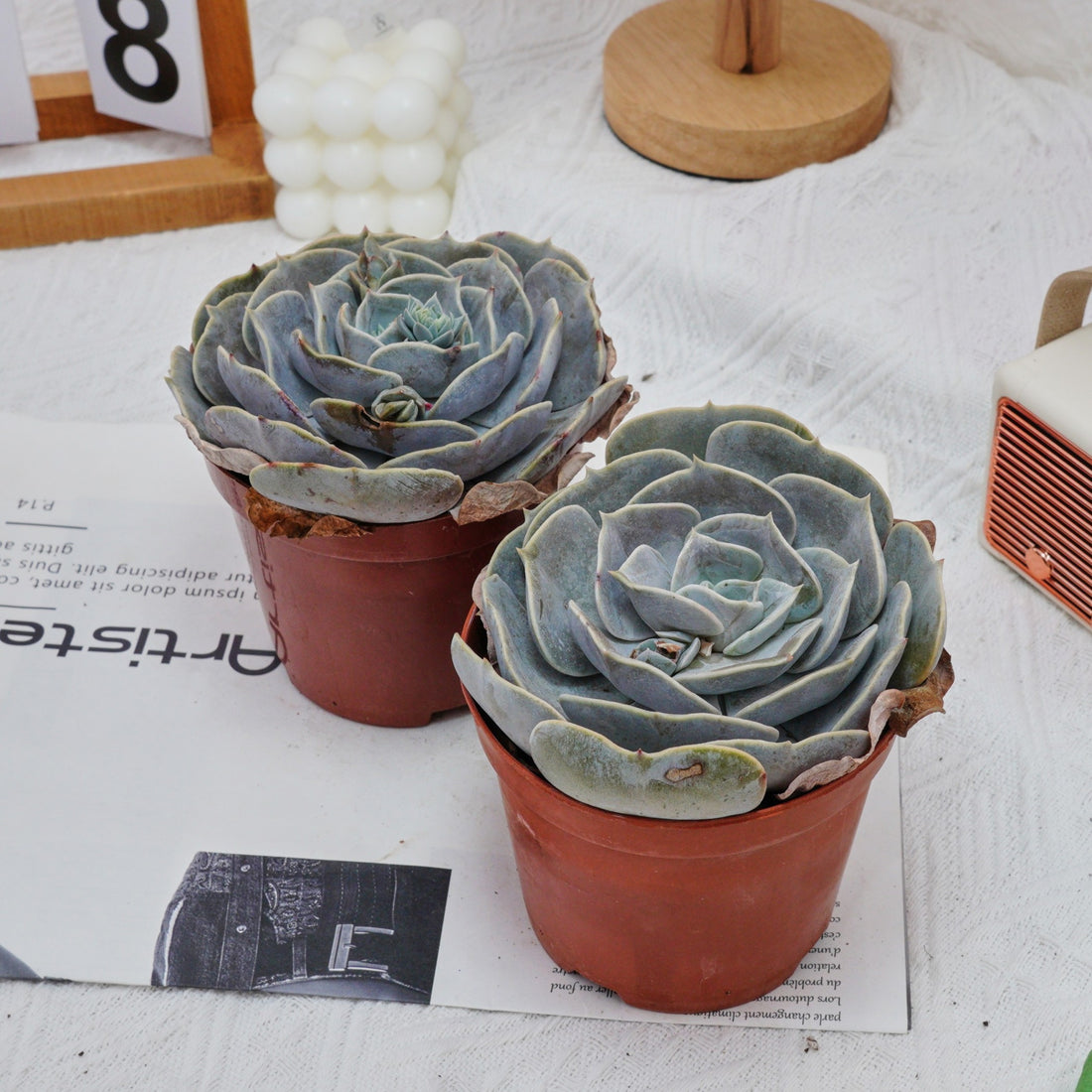 5'' Echeveria Pollux, Rare Live Succulent Plants