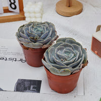 5'' Echeveria Pollux, Rare Live Succulent Plants