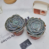 5'' Echeveria Pollux, Rare Live Succulent Plants