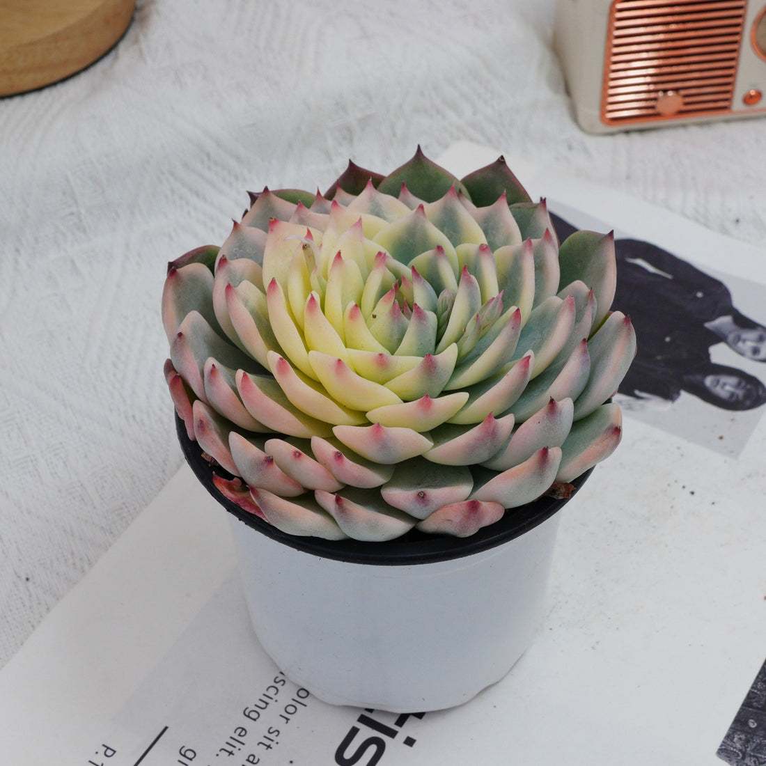 5'' Echeveria Chihuahuaensis Variegated, Rare Live Succulent Plants