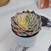 5'' Echeveria Chihuahuaensis Variegated, Rare Live Succulent Plants