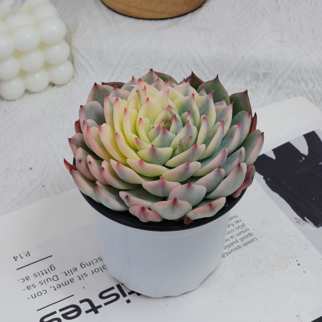 5'' Echeveria Chihuahuaensis Variegated, Rare Live Succulent Plants