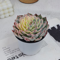 5'' Echeveria Chihuahuaensis Variegated, Rare Live Succulent Plants