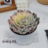 5'' Echeveria Chihuahuaensis Variegated, Rare Live Succulent Plants