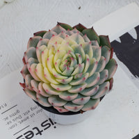 5'' Echeveria Chihuahuaensis Variegated, Rare Live Succulent Plants