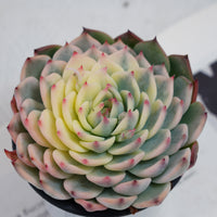 5'' Echeveria Chihuahuaensis Variegated, Rare Live Succulent Plants