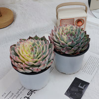 5'' Echeveria Chihuahuaensis Variegated, Rare Live Succulent Plants