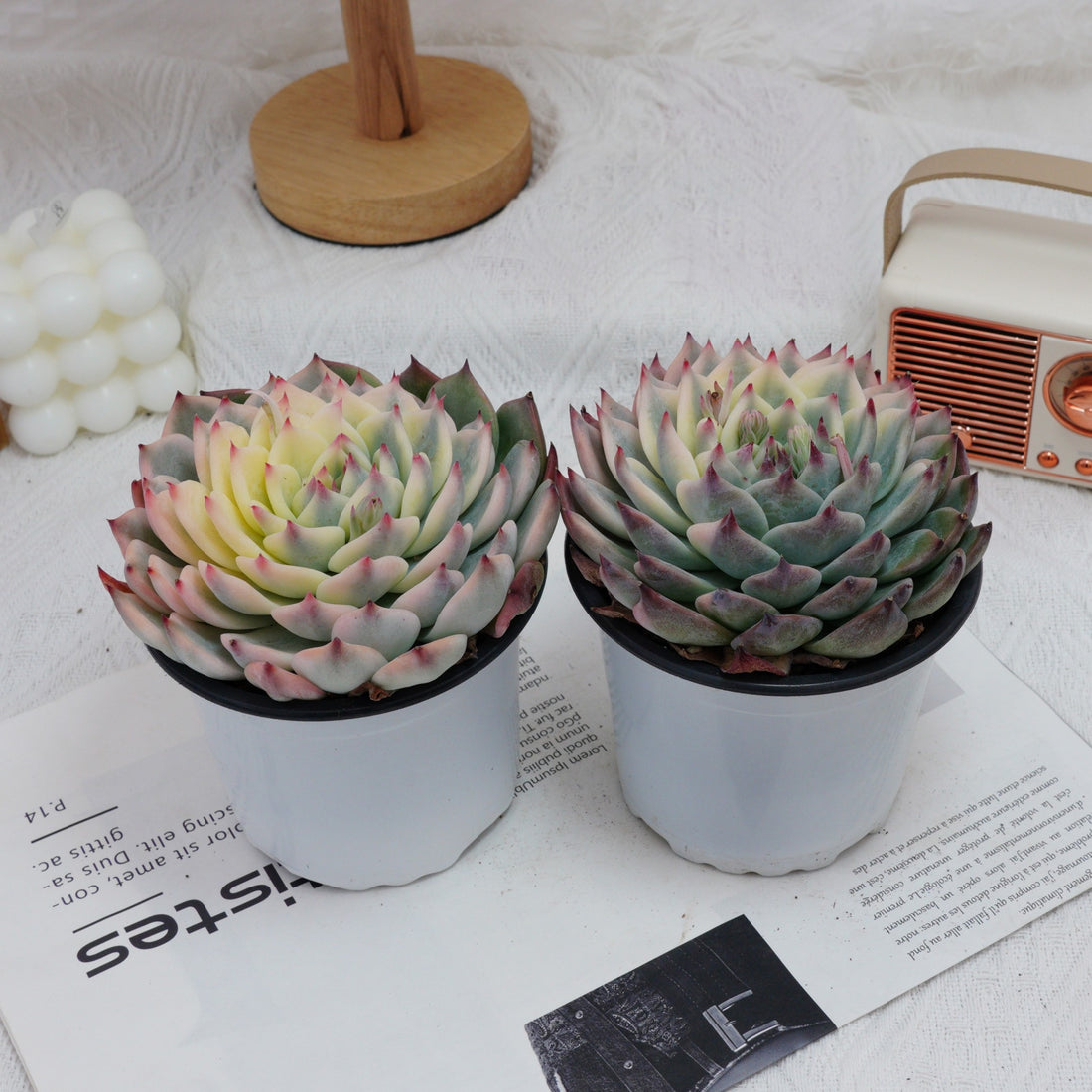 5'' Echeveria Chihuahuaensis Variegated, Rare Live Succulent Plants