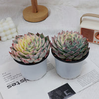 5'' Echeveria Chihuahuaensis Variegated, Rare Live Succulent Plants