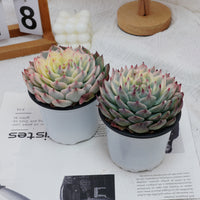 5'' Echeveria Chihuahuaensis Variegated, Rare Live Succulent Plants
