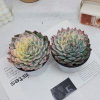 5'' Echeveria Chihuahuaensis Variegated, Rare Live Succulent Plants