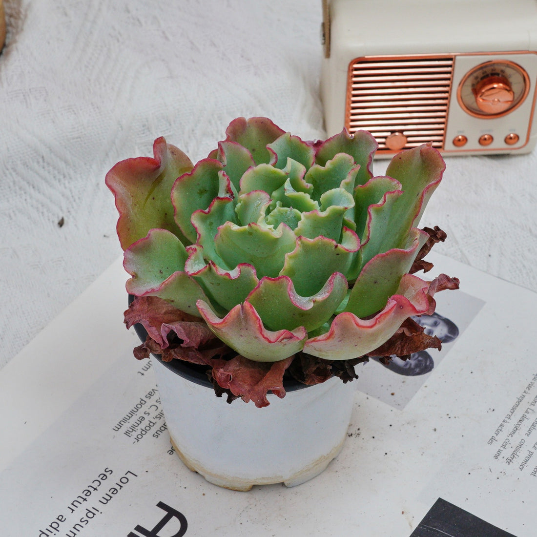 4'' Echeveria Aquarius, Rare Live Succulent Plants