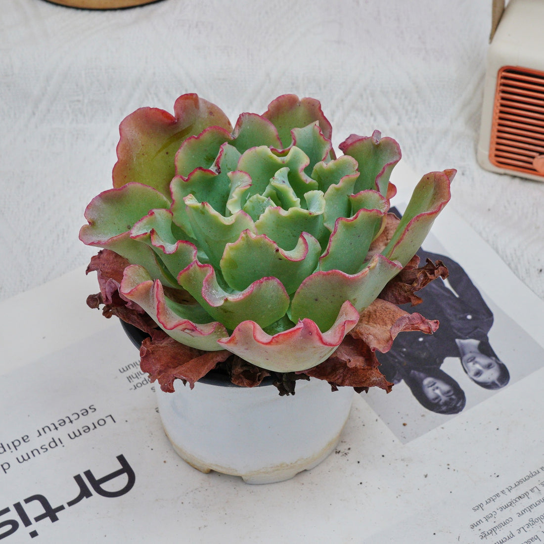 4'' Echeveria Aquarius, Rare Live Succulent Plants