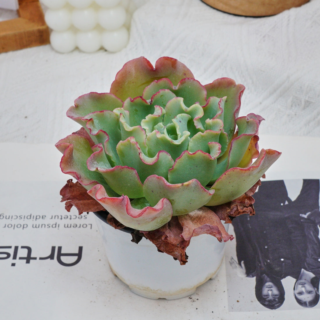 4'' Echeveria Aquarius, Rare Live Succulent Plants