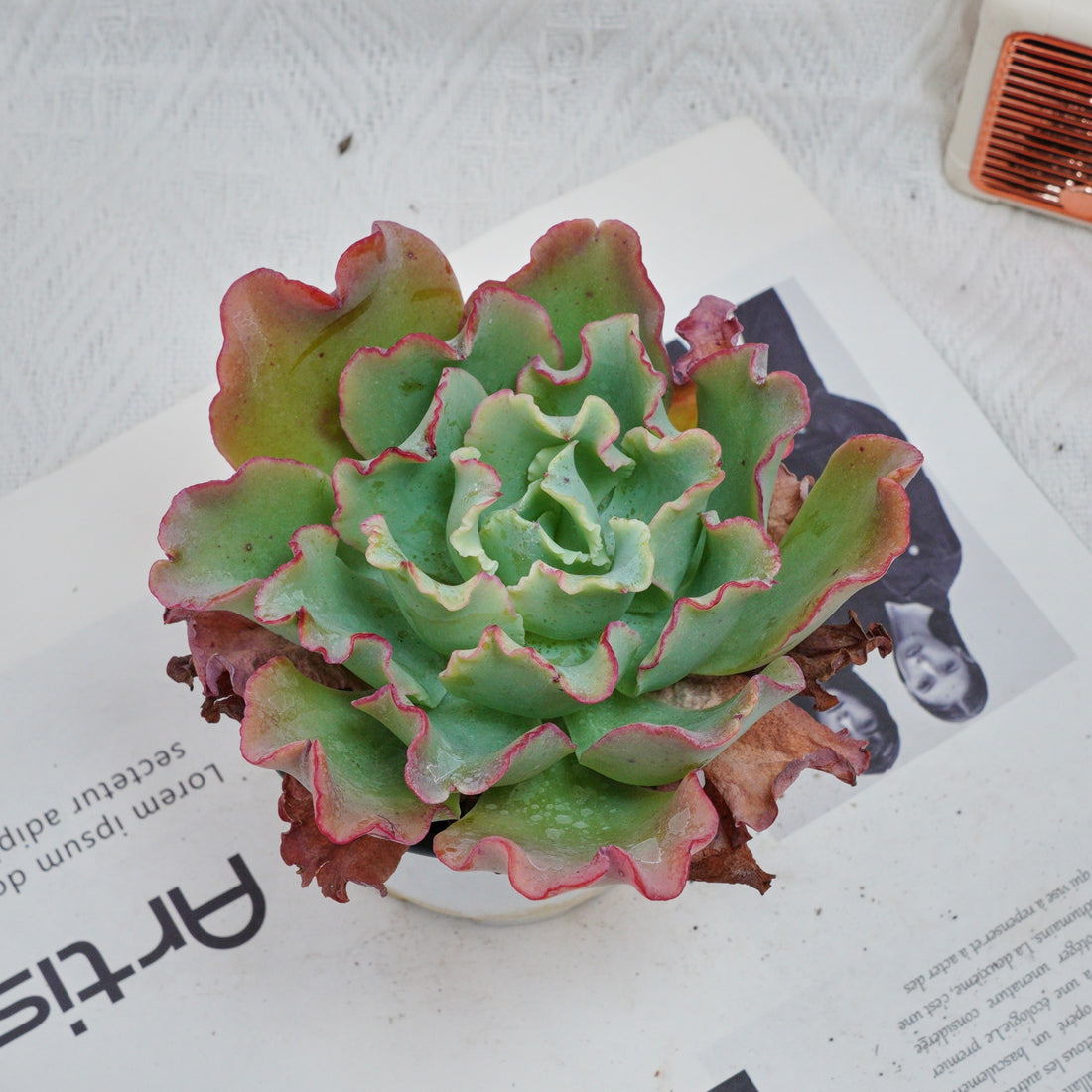 4'' Echeveria Aquarius, Rare Live Succulent Plants