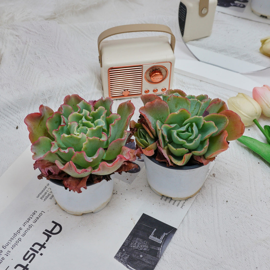 4'' Echeveria Aquarius, Rare Live Succulent Plants