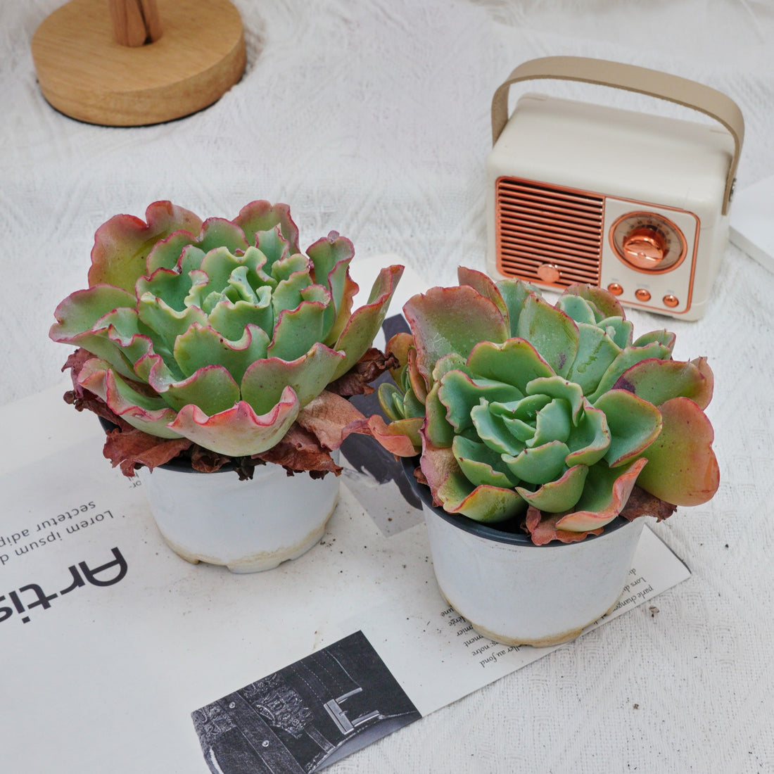 4'' Echeveria Aquarius, Rare Live Succulent Plants