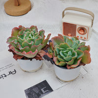 4'' Echeveria Aquarius, Rare Live Succulent Plants