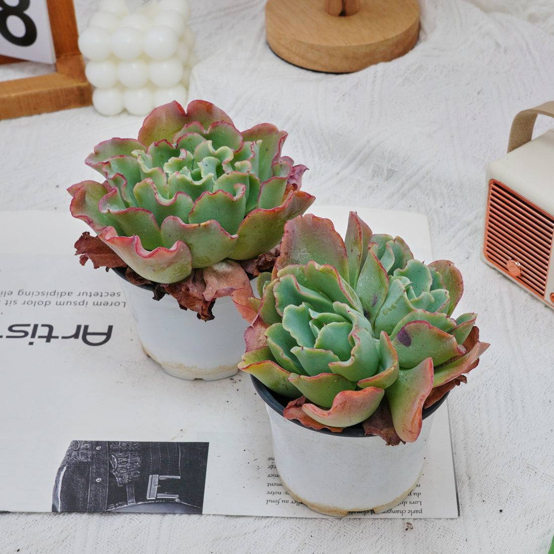 4'' Echeveria Aquarius, Rare Live Succulent Plants
