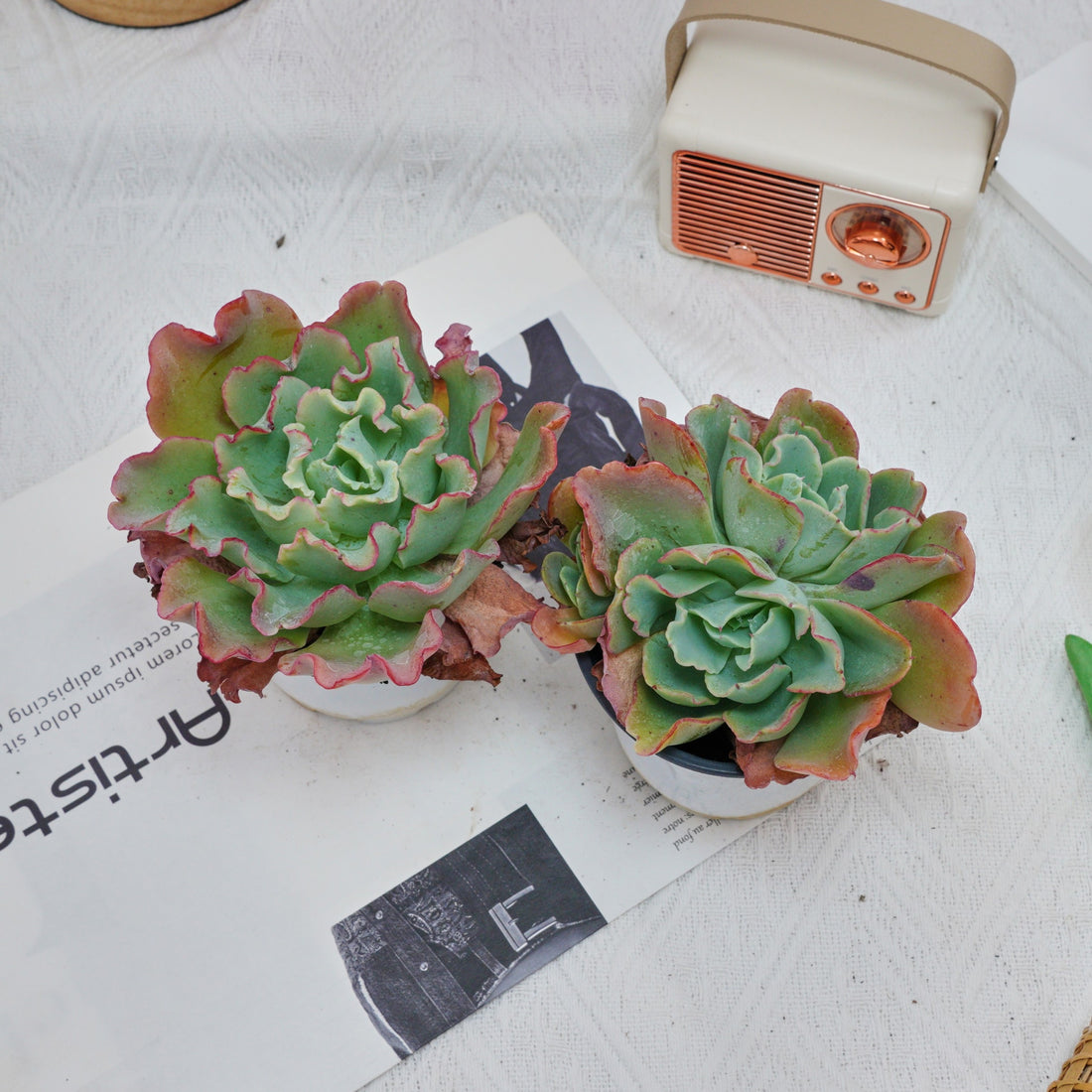 4'' Echeveria Aquarius, Rare Live Succulent Plants