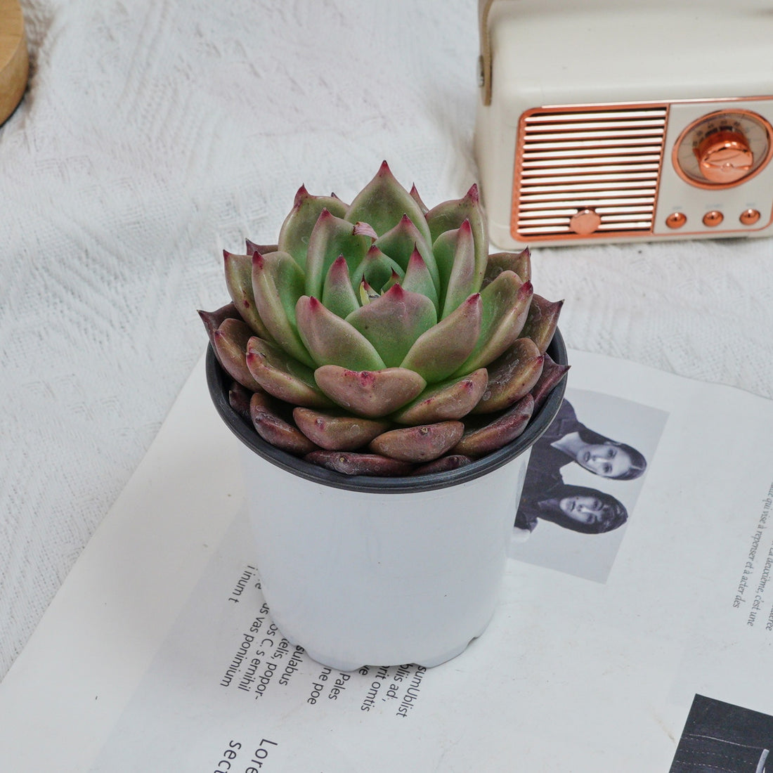 4'' Echeveria Red Dragon, Rare Live Succulent Plants