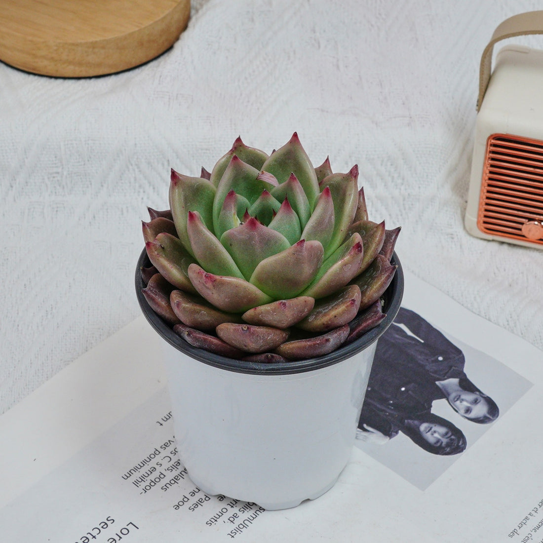 4'' Echeveria Red Dragon, Rare Live Succulent Plants