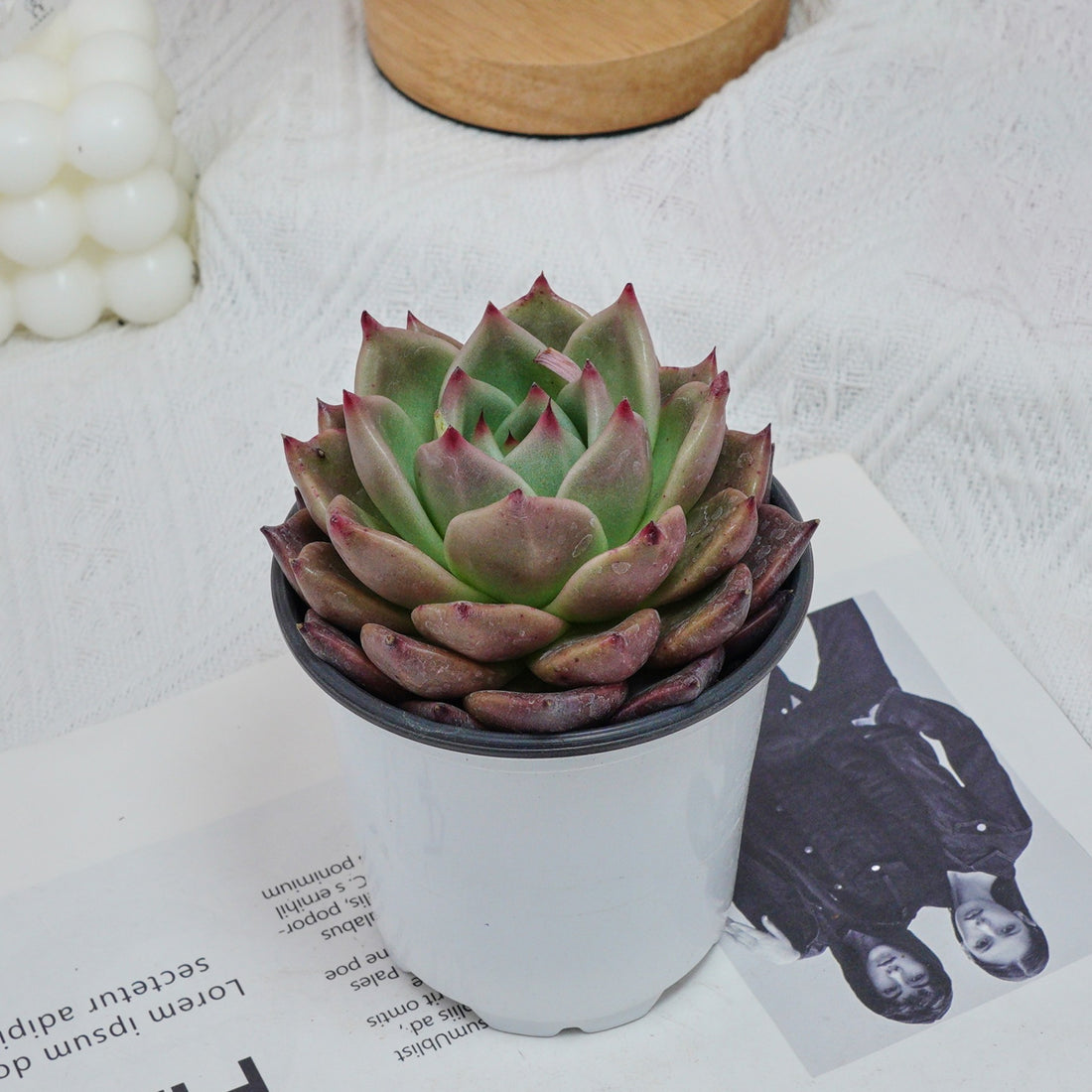 4'' Echeveria Red Dragon, Rare Live Succulent Plants