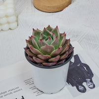 4'' Echeveria Red Dragon, Rare Live Succulent Plants