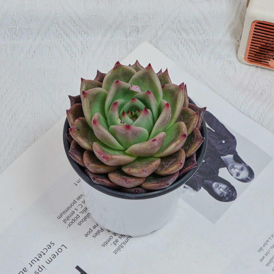 4'' Echeveria Red Dragon, Rare Live Succulent Plants