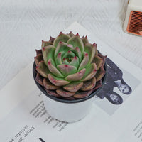 4'' Echeveria Red Dragon, Rare Live Succulent Plants