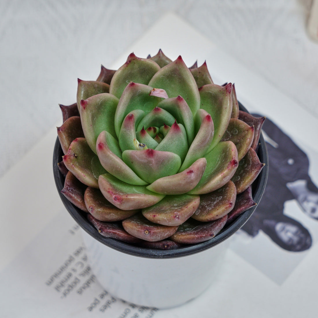 4'' Echeveria Red Dragon, Rare Live Succulent Plants