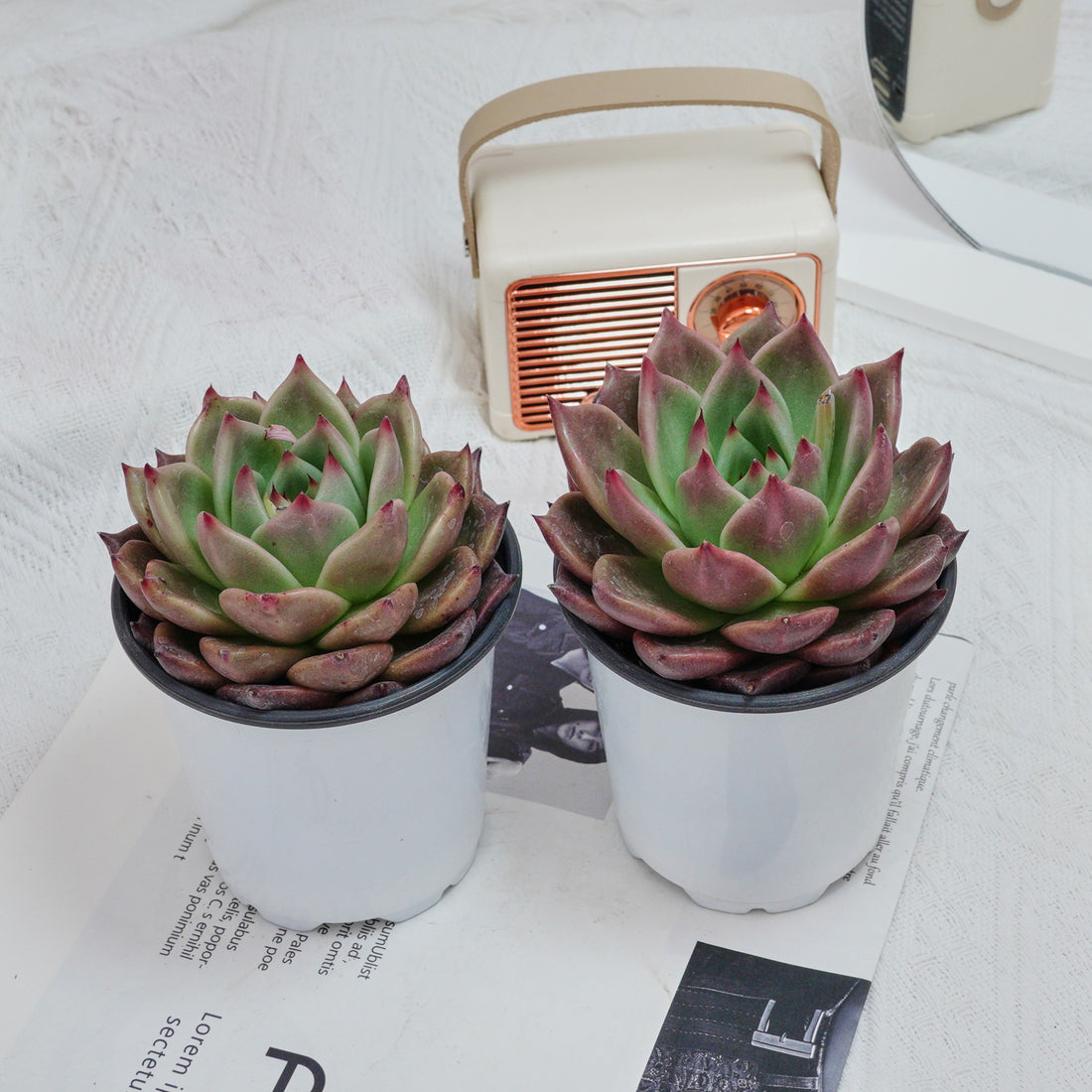 4'' Echeveria Red Dragon, Rare Live Succulent Plants