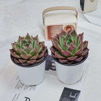 4'' Echeveria Red Dragon, Rare Live Succulent Plants