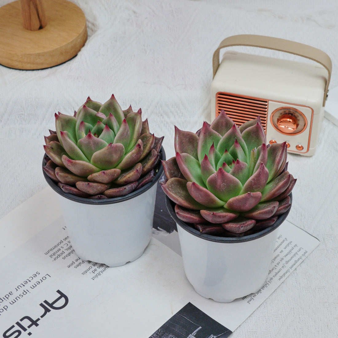 4'' Echeveria Red Dragon, Rare Live Succulent Plants
