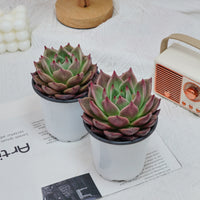 4'' Echeveria Red Dragon, Rare Live Succulent Plants