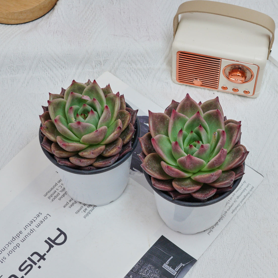 4'' Echeveria Red Dragon, Rare Live Succulent Plants