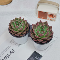 4'' Echeveria Red Dragon, Rare Live Succulent Plants