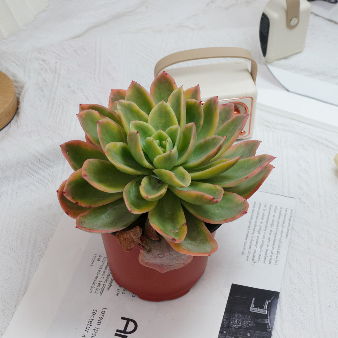 5'' Echeveria Golden Glow Variegated, Rare Live Succulent Plants