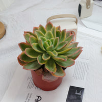 5'' Echeveria Golden Glow Variegated, Rare Live Succulent Plants