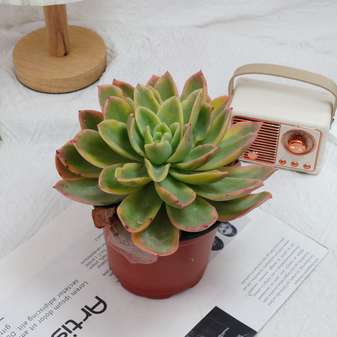 5'' Echeveria Golden Glow Variegated, Rare Live Succulent Plants