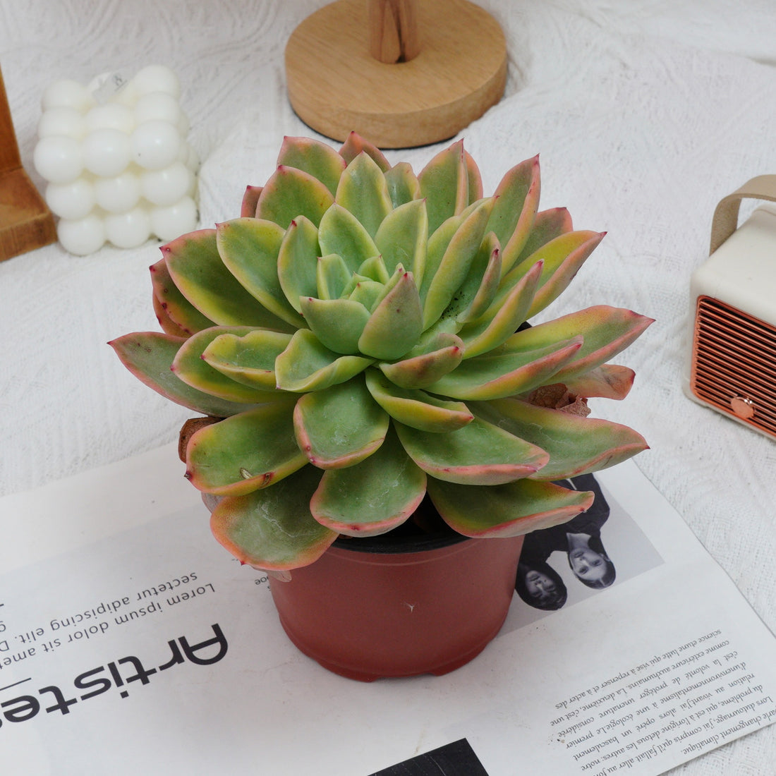 5'' Echeveria Golden Glow Variegated, Rare Live Succulent Plants